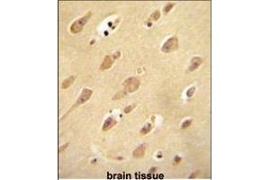 OR5L2 antibody (N-term) (ABIN655018 and ABIN2844650) immunohistochemistry analysis in formalin fixed and paraffin embedded human brain tissue followed by peroxidase conjugation of the secondary antibody and DAB staining. (OR5L2 Antikörper  (N-Term))