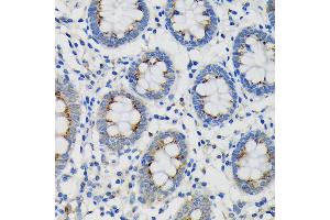 Immunohistochemistry of paraffin-embedded Human colon using SDF4 Rabbit pAb (ABIN7270606) at dilution of 1:100 (40x lens). (SDF4 Antikörper  (AA 37-200))