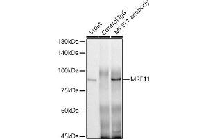 Immunoprecipitation analysis of 300 μg extracts of HeLa cells using 3 μg MRE11 antibody (ABIN6132361, ABIN6143992, ABIN6143993 and ABIN6218236). (Mre11 Antikörper  (AA 1-205))