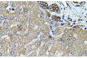 Immunohistochemistry (Paraffin-embedded Sections) (IHC (p)) image for anti-Filamin B, beta (FLNB) antibody (ABIN7260435)