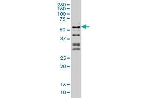 NFIC monoclonal antibody (M03A), clone 1D6 Western Blot analysis of NFIC expression in Hela S3 NE .