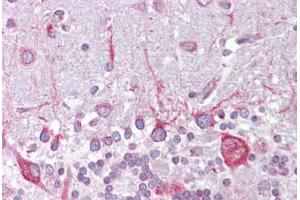 Anti-PSEN1 / Presenilin 1 antibody IHC staining of human brain, cerebellum. (Presenilin 1 Antikörper  (AA 107-156))