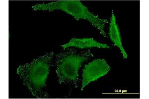 Immunofluorescence of monoclonal antibody to EREG on HeLa cell.