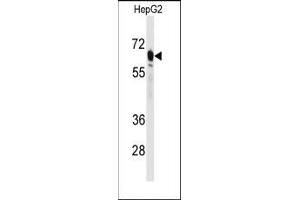 Image no. 1 for anti-phosphoenolpyruvate Carboxykinase 2 (Mitochondrial) (PEPCK) (N-Term) antibody (ABIN360567) (PEPCK Antikörper  (N-Term))