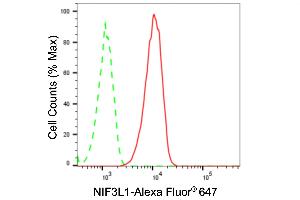 Flow cytometric analysis of NIF3L1 expression in HT- cells using NIF3L1 antibody (ABIN7799600), 1:2,000). (Rekombinanter NIF3L1 Antikörper)