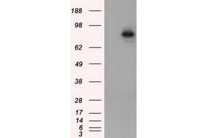 Image no. 5 for anti-Aryl Hydrocarbon Receptor Nuclear Translocator (ARNT) antibody (ABIN1496729) (ARNT Antikörper)