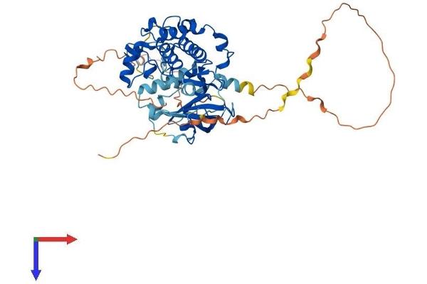 RPS6KB2 Protein (AA 1-482) (His tag)