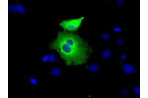 Anti-PEX5 mouse monoclonal antibody (ABIN2453448) immunofluorescent staining of COS7 cells transiently transfected by pCMV6-ENTRY PEX5 (RC202062). (PEX5 Antikörper)
