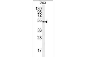 IGSF5 Antibody (N-term) (ABIN654580 and ABIN2844282) western blot analysis in 293 cell line lysates (35 μg/lane). (IGSF5 Antikörper  (N-Term))