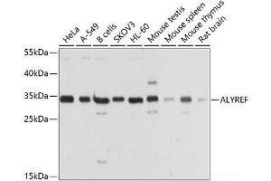 Western blot analysis of extracts of various cell lines using ALYREF Polyclonal Antibody at dilution of 1:1000. (THO Complex 4 Antikörper)