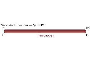 Image no. 1 for anti-Cyclin D1 (CCND1) (full length) antibody (ABIN967539) (Cyclin D1 Antikörper  (full length))