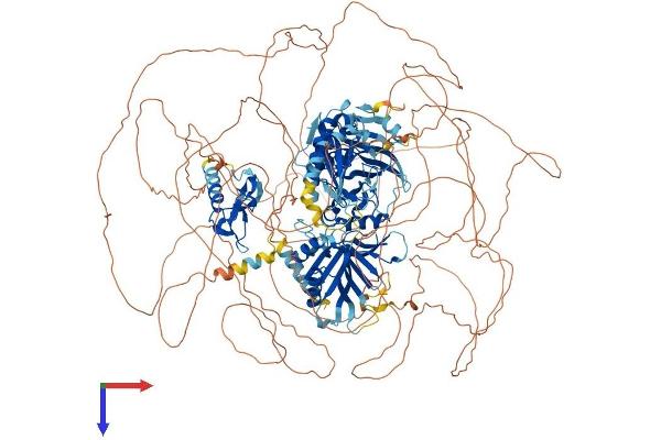 ZFYVE16 Protein (AA 1-1539) (His tag)