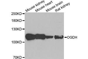 Western blot analysis of extracts of various cell lines, using OGDH antibody. (alpha KGDHC Antikörper)