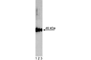 Western Blot analysis of Oct3/4 Isoform A in human embryonic stem (ES) cells. (OCT3/4A (Isoform A) Antikörper)