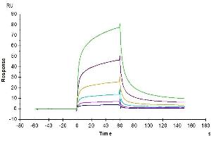 Surface Plasmon Resonance (SPR) image for Epidermal Growth Factor (EGF) (AA 971-1023) protein (Fc Tag) (ABIN7274525)