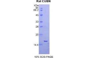 SDS-PAGE analysis of Rat Cubilin Protein.