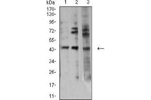 Western Blotting (WB) image for anti-Aurora Kinase A (AURKA) (AA 268-404) antibody (ABIN5611122)