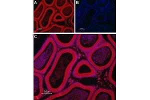 Expression of TRIC-B in rat testis - Immunohistochemical staining of rat testis paraffin-embedded sections using Anti-TRIC-B (TMEM38B) Antibody (ABIN7043862 and ABIN7045314), followed by goat anti-rabbit-Alexa-Fluor-594 secondary antibody. (TMEM38B Antikörper  (Cytoplasmic Loop, Intracellular))