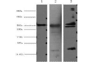 Western Blotting (WB) image for anti-Aquaporin 4 (AQP4) antibody (ABIN5955861) (Aquaporin 4 Antikörper)