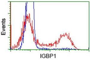 HEK293T cells transfected with either RC200387 overexpress plasmid (Red) or empty vector control plasmid (Blue) were immunostained by anti-IGBP1 antibody (ABIN2453823), and then analyzed by flow cytometry. (IGBP1 Antikörper)
