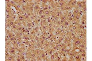 IHC image of ABIN7158018 diluted at 1:50 and staining in paraffin-embedded human liver tissue performed on a Leica BondTM system. (FAM89B Antikörper  (AA 1-162))