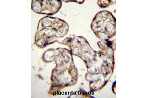 Immunohistochemistry (Paraffin-embedded Sections) (IHC (p)) image for anti-Gonadotropin-Releasing Hormone 1 (Luteinizing-Releasing Hormone) (GNRH1) (AA 11-39), (N-Term) antibody (ABIN392166)