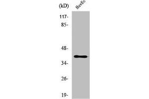 Western Blot analysis of HepG2 cells using β-1,3-Gal-T1 Polyclonal Antibody (B3GALT1 Antikörper  (Internal Region))