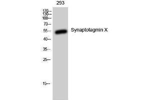 Western Blotting (WB) image for anti-Synaptotagmin X (SYT10) (C-Term) antibody (ABIN3177563) (SYT10 Antikörper  (C-Term))
