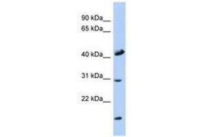 Image no. 1 for anti-Cytochrome C Oxidase Assembly Homolog 18 (COX18) (C-Term) antibody (ABIN6741371) (COX18 Antikörper  (C-Term))