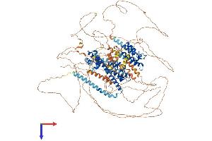 BRD8 Protein (AA 1-1235) (His tag)