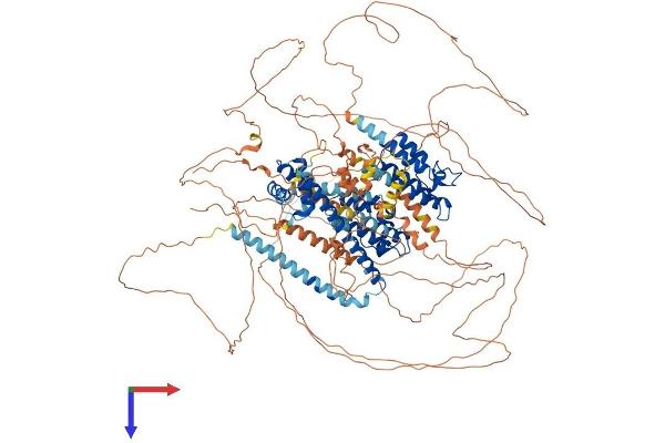 BRD8 Protein (AA 1-1235) (His tag)