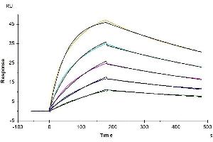 Surface Plasmon Resonance (SPR) image for Fc Receptor, IgG, High Affinity I (FCGR1) (AA 16-288) protein (His-Avi Tag) (ABIN7274672)