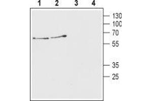 Western blot analysis of mouse (lanes 1 and 3) and rat (lanes 2 and 4) brain lysates: - 1,2. (SLC18A3 Antikörper  (C-Term, Cytosolic))