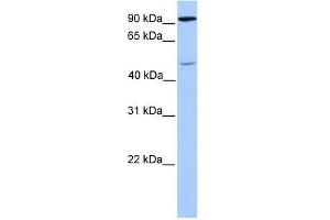 Western Blot showing STAT5B antibody used at a concentration of 1. (STAT5B Antikörper  (C-Term))