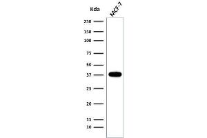 Western Blot of MCF-7 cell lysate using EpCAM Rabbit Recombinant Monoclonal Antibody (EGP40/2041R). (Rekombinanter EpCAM Antikörper  (Extracellular Domain))