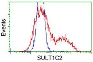 HEK293T cells transfected with either RC202775 overexpress plasmid (Red) or empty vector control plasmid (Blue) were immunostained by anti-SULT1C2 antibody (ABIN2454436), and then analyzed by flow cytometry. (SULT1C2 Antikörper)