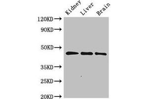 Western Blot Positive WB detected in: Rat kidney tissue, Rat liver tissue, Mouse brain tissue All lanes: PIPOX antibody at 2. (PIPOX Antikörper  (AA 259-337))