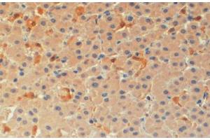 ABIN184674 (4µg/ml) staining of paraffin embedded Human Liver. (PYCARD Antikörper  (C-Term))