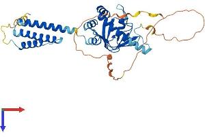 POPDC2 Protein (AA 1-364) (His tag)