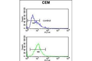 Flow cytometric analysis of CEM cells (bottom histogram) compared to a negative control cell (top histogram). (Keratin 10 Antikörper  (AA 318-346))