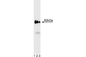 Western blot analysis of AKAP82 on rat testis lysate. (AKAP4 Antikörper  (AA 555-675))