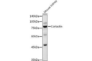 Western blot analysis of extracts of Mouse kidney, using Cortactin Rabbit pAb antibody (ABIN6127722, ABIN6139243, ABIN6139244 and ABIN6221478) at 1:1000 dilution. (Cortactin Antikörper  (AA 214-513))