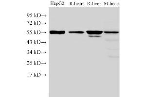 Western Blot analysis of HepG2, Rat heart, Rat liver and Mouse heart using FGB Polyclonal Antibody at dilution of 1:4000