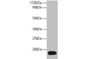 Western blot All lanes: ISG15 antibody at 2 μg/mL + 293T whole cell lysate Secondary Goat polyclonal to rabbit IgG at 1/15000 dilution Predicted band size: 18 kDa Observed band size: 18 kDa (ISG15 Antikörper  (AA 2-157))