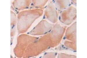 Used in DAB staining on fromalin fixed paraffin- embedded Kidney tissue (SRPK3 Antikörper  (AA 220-506))