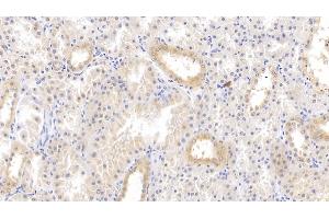 Detection of TFPI in Human Kidney Tissue using Polyclonal Antibody to Tissue Factor Pathway Inhibitor (TFPI) (TFPI Antikörper  (AA 29-210))