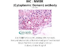 Image no. 2 for anti-Neuromedin B Receptor (NMBR) (3rd Cytoplasmic Domain) antibody (ABIN1737396) (NMBR Antikörper  (3rd Cytoplasmic Domain))