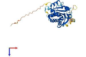 BCDIN3D Protein (AA 1-292) (His tag)