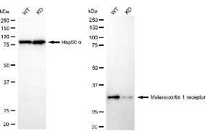 Western blotting analysis using melanocortin 1 receptor antibody (ABIN7799354). (Rekombinanter MC1 Receptor Antikörper)