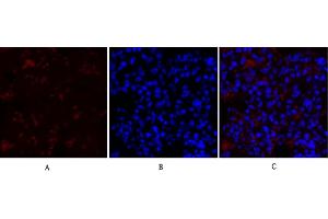 Immunofluorescence analysis of rat lung tissue.